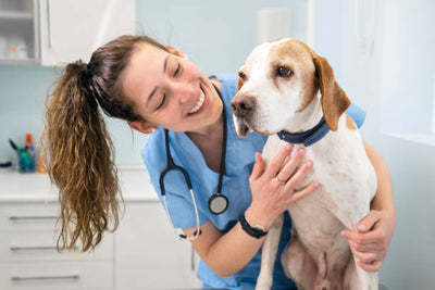 The Importance of Regular Vet Visits for Your Pet’s Long-Term Health