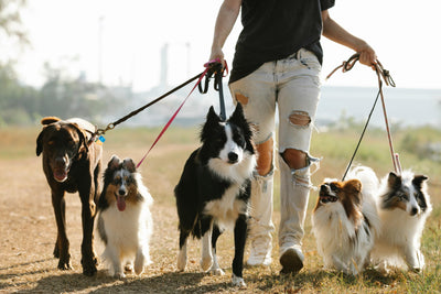 The Right Way to Walk Your Dog